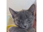 Diana - Bonded Pair, Russian Blue For Adoption In Antioch, California