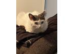 Verona, Turkish Van For Adoption In Mississauga, Ontario, Ontario