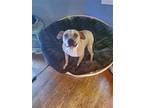 Daisy & Diesel, American Staffordshire Terrier For Adoption In Baltimore