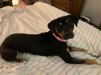 Roxie, Golden Retriever For Adoption In Baton Rouge, Louisiana