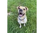 Boze, Retriever (unknown Type) For Adoption In Plain City, Ohio