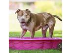 Teddy, American Pit Bull Terrier For Adoption In Baltimore, Maryland