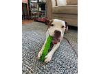 Ghost, American Pit Bull Terrier For Adoption In Baltimore, Maryland