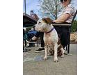 Pringles, American Staffordshire Terrier For Adoption In Youngsville