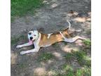 Patches, American Pit Bull Terrier For Adoption In Baton Rouge, Louisiana