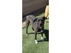 Carmen, American Pit Bull Terrier For Adoption In Rio Rancho, New Mexico