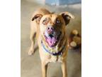 Remington, American Pit Bull Terrier For Adoption In Rio Rancho, New Mexico