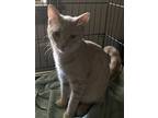 Buster B, Domestic Shorthair For Adoption In Lewistown, Pennsylvania