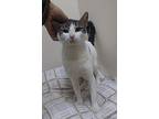 Marcia, Egyptian Mau For Adoption In London, Ontario