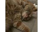 Nacho, Domestic Shorthair For Adoption In Lewistown, Pennsylvania