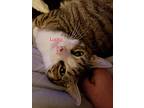 Lucky R, Domestic Shorthair For Adoption In Lewistown, Pennsylvania