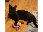 Rocket, Domestic Shorthair For Adoption In Lewistown, Pennsylvania