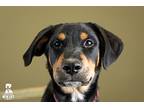 Axel, Doberman Pinscher For Adoption In Portland, Oregon