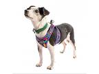 Jamala 10359, Jack Russell Terrier For Adoption In San Francisco, California