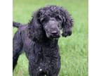 Adopt Betty a Standard Poodle, Mixed Breed