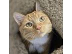Adopt Peaches a Domestic Short Hair