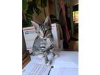 Adopt DeToMaso a Tabby