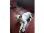 Adopt Diamond a Siamese, Domestic Short Hair