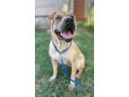 Adopt Sheba a Shar-Pei