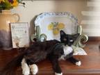 Adopt MOANA a Domestic Long Hair