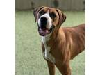Adopt JEWELS a Harrier, Mixed Breed