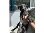 Adopt RUBY a German Shepherd Dog