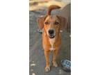 Adopt Fortress (Soi Dog) a Beagle, Jindo