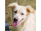 Adopt Cresta (Soi Dog) a Jindo, Spaniel