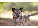 Adopt Pepper a Australian Cattle Dog / Blue Heeler, Shepherd