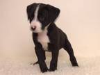 Adopt MARSHMALLOW a Fox Terrier, Mixed Breed