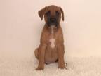 Adopt BEAN a Fox Terrier, Mixed Breed