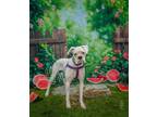 Adopt Basil a Boxer