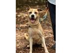 Adopt Doreen a Feist