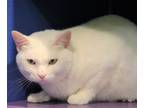 Adopt Annie a Domestic Short Hair