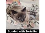 Adopt Juno a Siamese, Domestic Short Hair