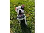 Adopt Poppy a Boxer, Terrier