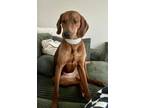 Adopt Ruby a Redbone Coonhound, Mixed Breed