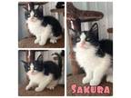 Adopt Sakura - NN - SR3 a Domestic Short Hair