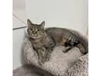 Adopt Scamper a Domestic Short Hair