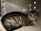 Adopt ABBY a Domestic Short Hair