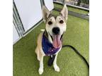 Adopt LANA a Siberian Husky, Mixed Breed
