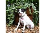 Adopt Tassie a Jack Russell Terrier