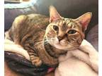 Adopt Johanna a Domestic Short Hair