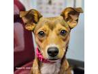 Adopt Sofia a Dachshund, Mixed Breed