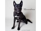 Adopt Moonshine a German Shepherd Dog, Mixed Breed