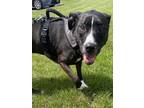 Adopt Penny a Pit Bull Terrier, Mixed Breed
