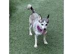 Adopt Peony a Pomeranian, Husky