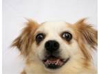 Adopt Piper a Shih Tzu