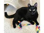 Adopt Glinda a Domestic Short Hair