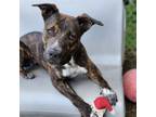 Adopt Duchess a Pit Bull Terrier, Labrador Retriever
